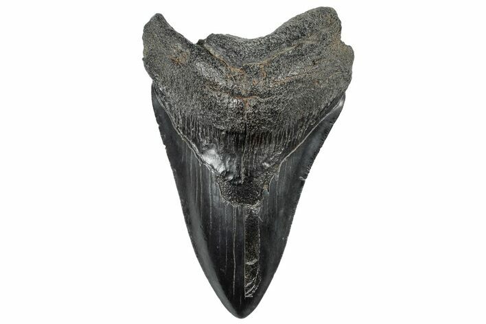 Serrated, Fossil Megalodon Tooth - South Carolina #306286